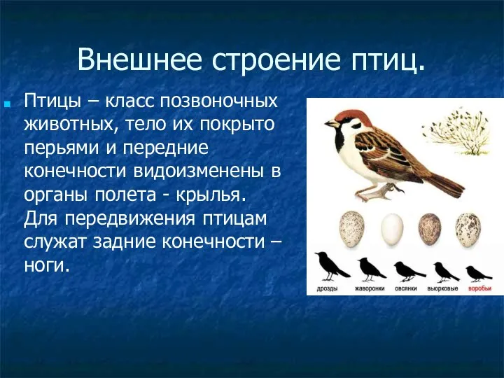 Внешнее строение птиц. Птицы – класс позвоночных животных, тело их покрыто перьями и