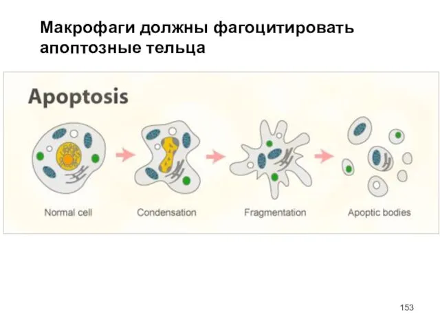 Макрофаги должны фагоцитировать апоптозные тельца