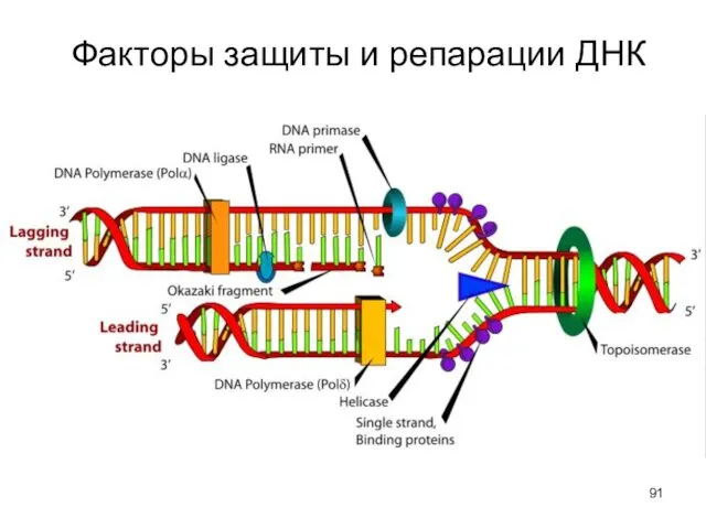 Факторы защиты и репарации ДНК