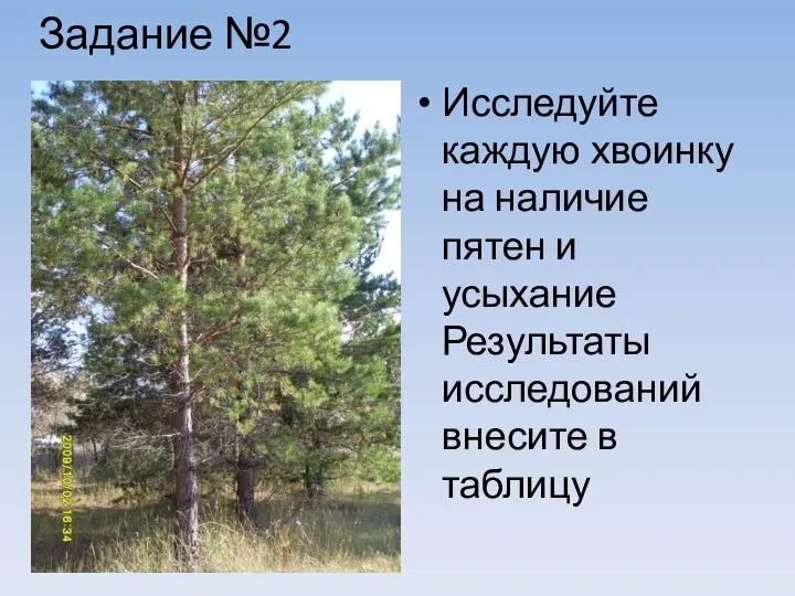 Задание №2 Исследуйте каждую хвоинку на наличие пятен и усыхание Результаты исследований внесите в таблицу