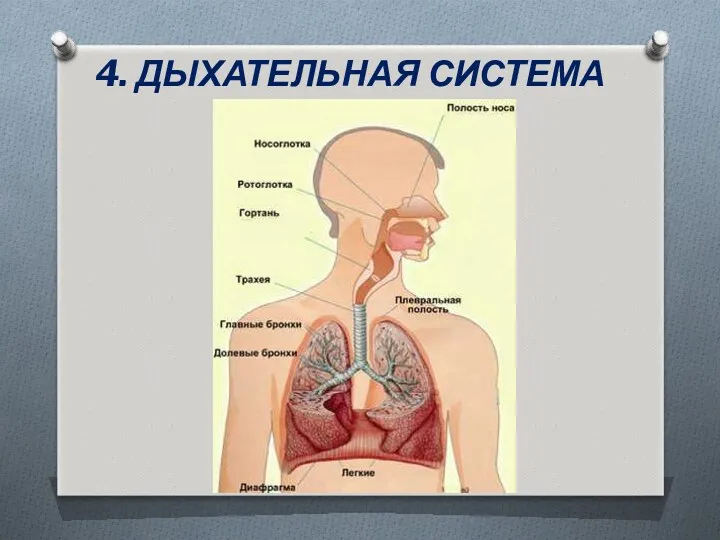 4. ДЫХАТЕЛЬНАЯ СИСТЕМА