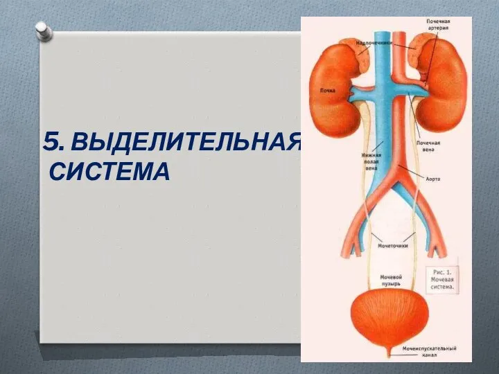 5. ВЫДЕЛИТЕЛЬНАЯ СИСТЕМА