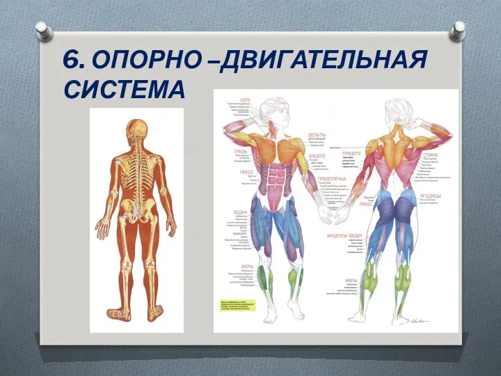 6. ОПОРНО –ДВИГАТЕЛЬНАЯ СИСТЕМА