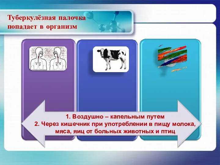 Туберкулёзная палочка попадает в организм 1. Воздушно – капельным путем