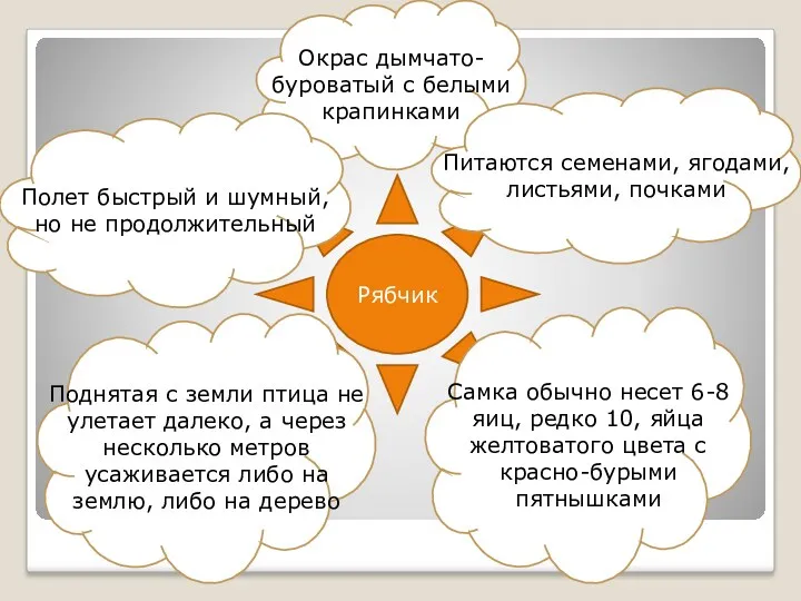 Рябчик Окрас дымчато-буроватый с белыми крапинками Питаются семенами, ягодами, листьями, почками Полет быстрый