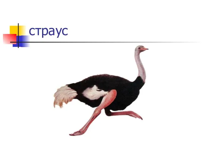 страус