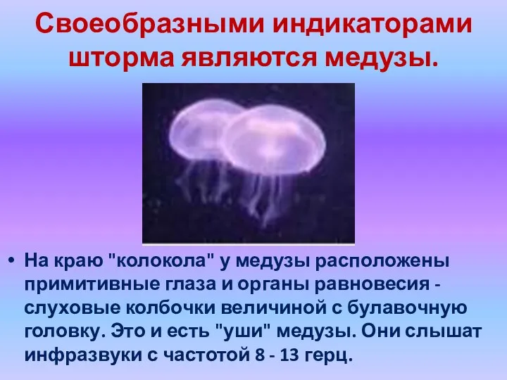 Своеобразными индикаторами шторма являются медузы. На краю "колокола" у медузы