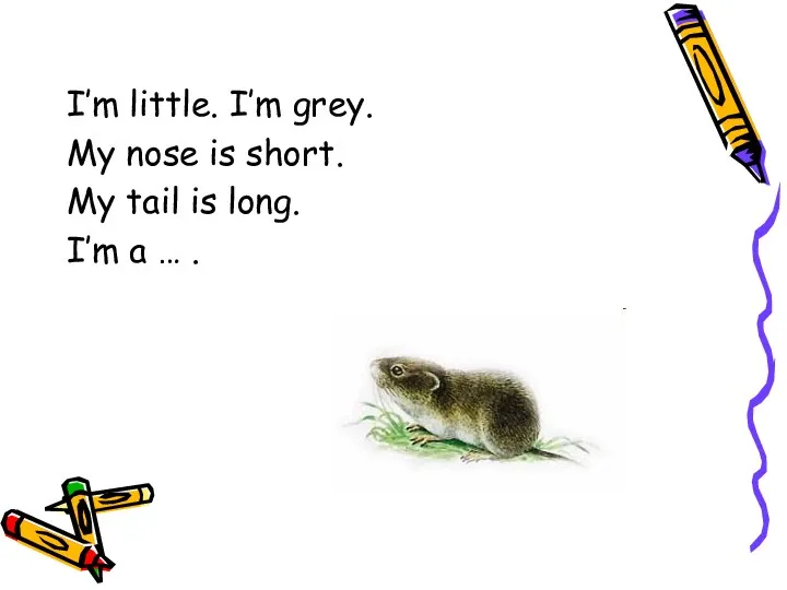 I’m little. I’m grey. My nose is short. My tail is long. I’m a … .