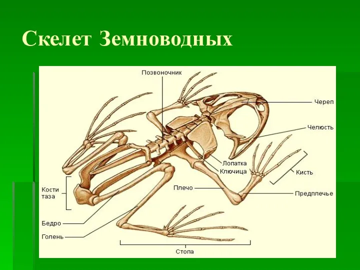 Скелет Земноводных