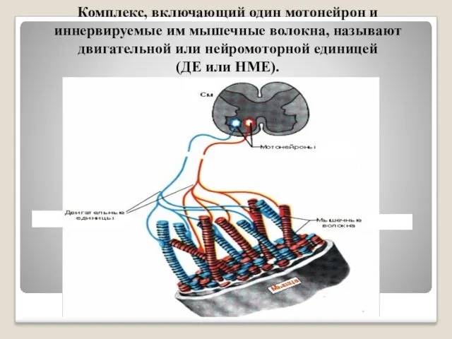 Комплекс, включающий один мотонейрон и иннервируемые им мышечные волокна, называют двигательной или нейромоторной