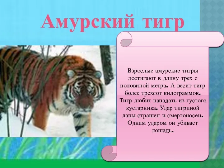 Амурский тигр Взрослые амурские тигры достигают в длину трех с