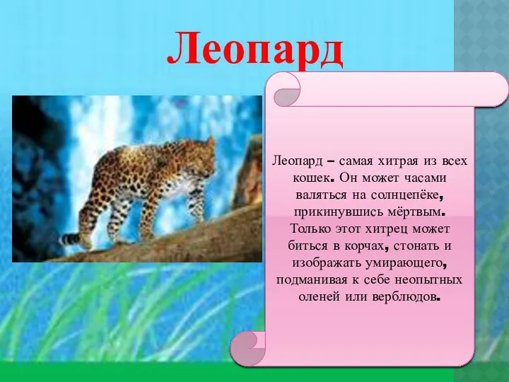 Леопард Леопард – самая хитрая из всех кошек. Он может