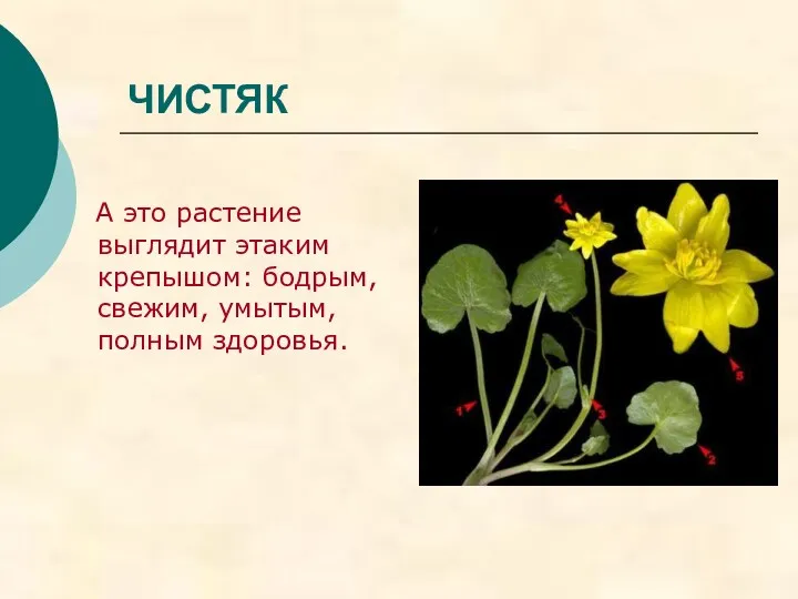 ЧИСТЯК А это растение выглядит этаким крепышом: бодрым, свежим, умытым, полным здоровья.