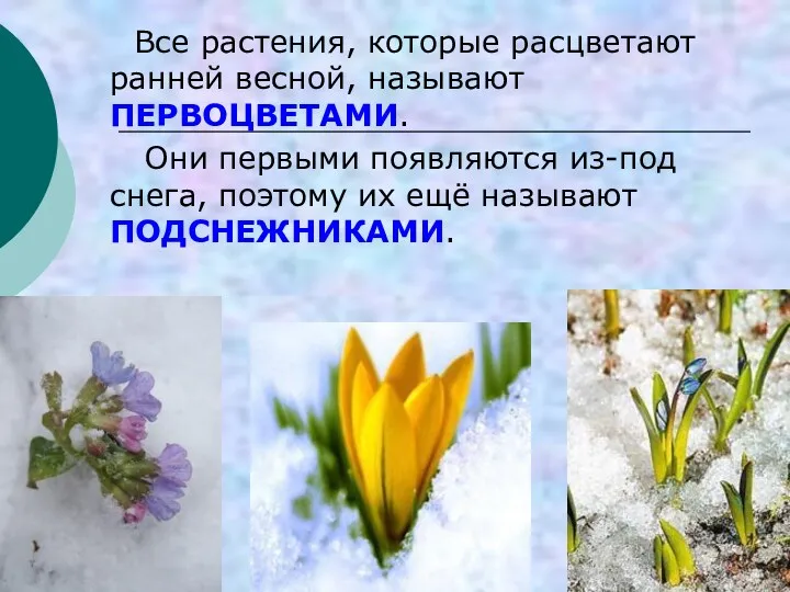 Все растения, которые расцветают ранней весной, называют ПЕРВОЦВЕТАМИ. Они первыми появляются из-под снега,