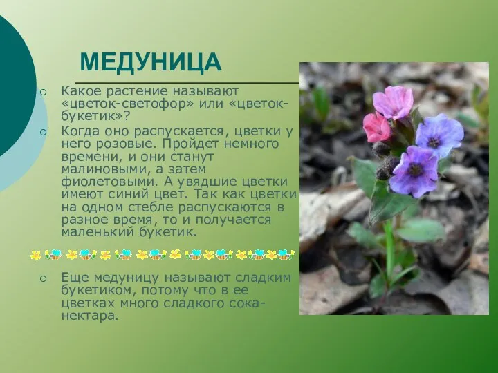 МЕДУНИЦА Какое растение называют «цветок-светофор» или «цветок-букетик»? Когда оно распускается, цветки у него