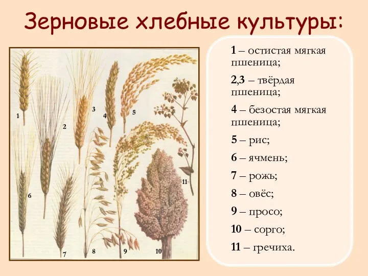 1 – остистая мягкая пшеница; 2,3 – твёрдая пшеница; 4