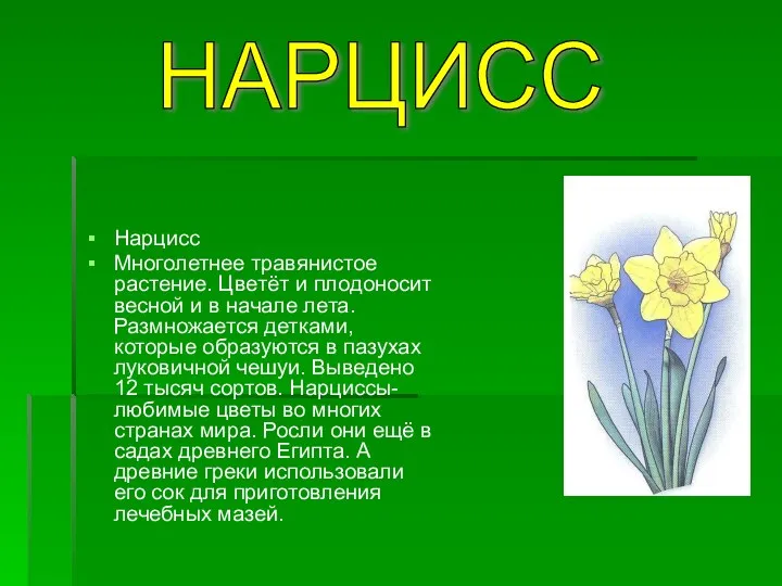 Нарцисс Многолетнее травянистое растение. Цветёт и плодоносит весной и в