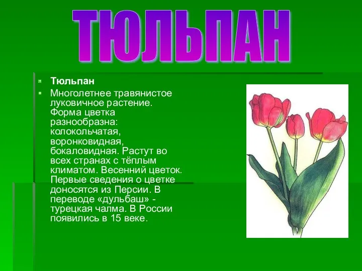 Тюльпан Многолетнее травянистое луковичное растение. Форма цветка разнообразна: колокольчатая, воронковидная,