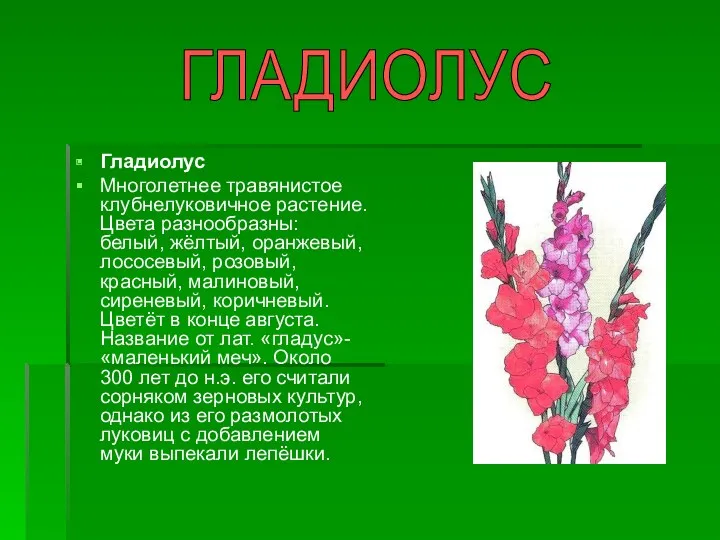 Гладиолус Многолетнее травянистое клубнелуковичное растение. Цвета разнообразны: белый, жёлтый, оранжевый,