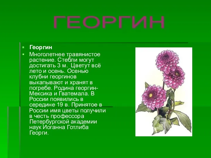 Георгин Многолетнее травянистое растение. Стебли могут достигать 3 м. Цветут