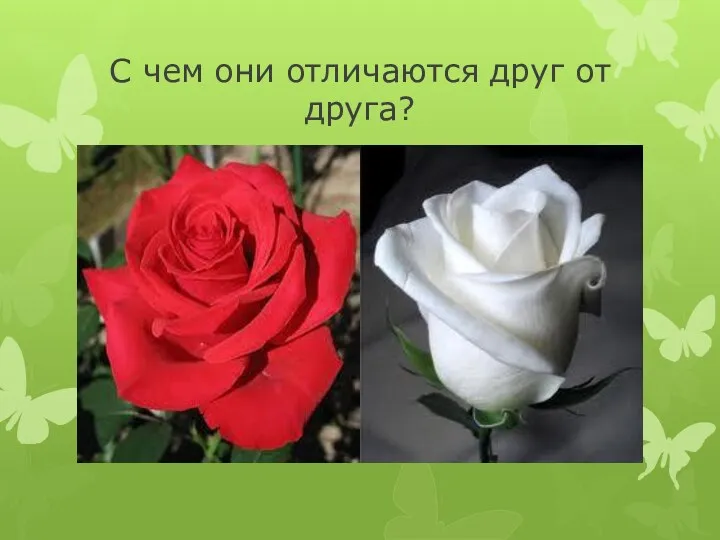 С чем они отличаются друг от друга?