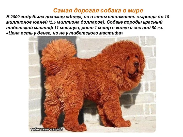 Самая дорогая собака в мире В 2009 году была похожая