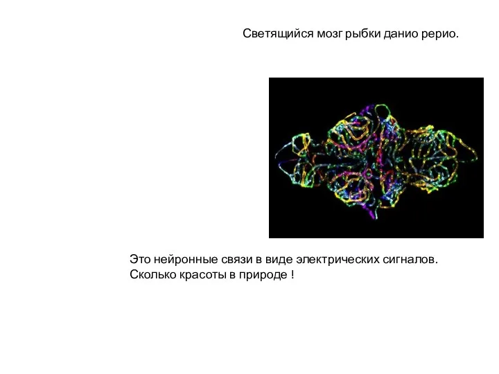 Светящийся мозг рыбки данио рерио. Это нейронные связи в виде