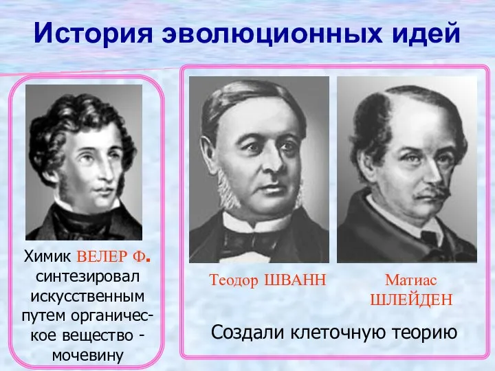 История эволюционных идей Химик ВЕЛЕР Ф. синтезировал искусственным путем органичес-кое