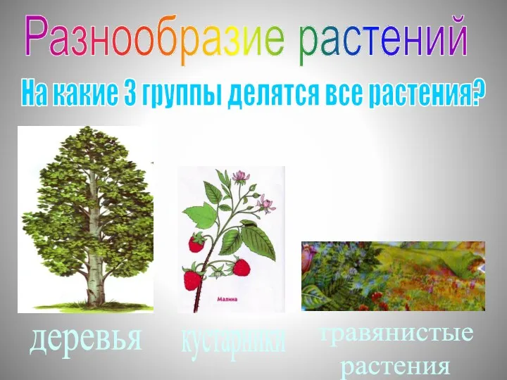 Разнообразие растений На какие 3 группы делятся все растения? деревья кустарники травянистые растения