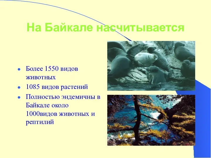 На Байкале насчитывается Более 1550 видов животных 1085 видов растений