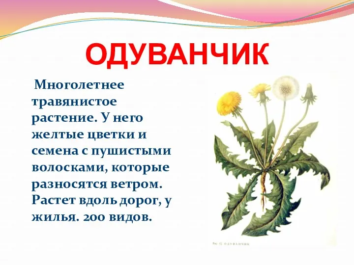 ОДУВАНЧИК Многолетнее травянистое растение. У него желтые цветки и семена