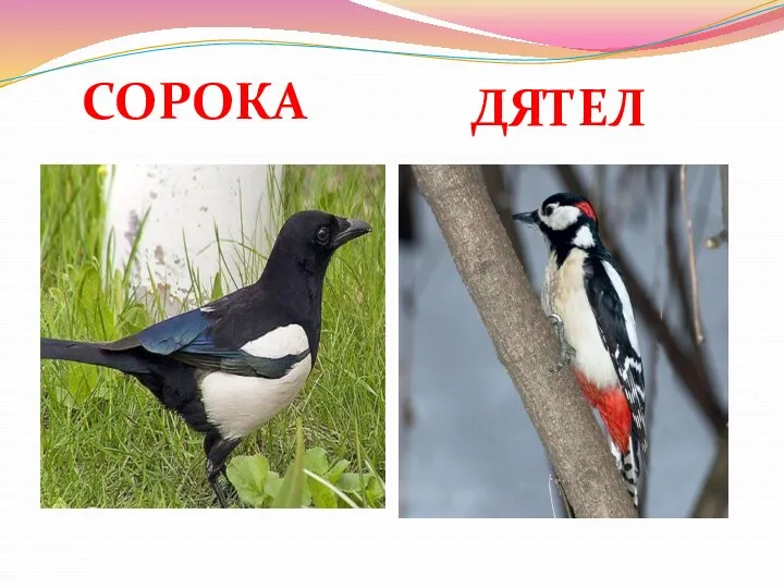 СОРОКА ДЯТЕЛ