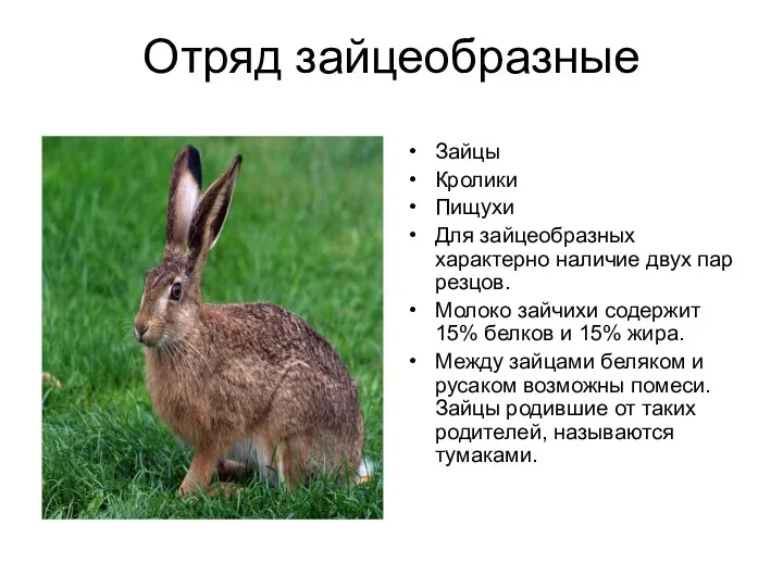 Отряд зайцеобразные Зайцы Кролики Пищухи Для зайцеобразных характерно наличие двух
