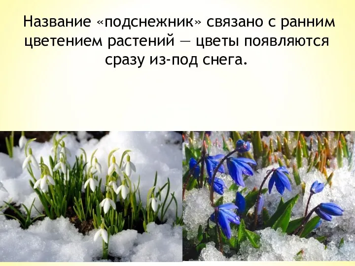 Название «подснежник» связано с ранним цветением растений — цветы появляются сразу из-под снега.