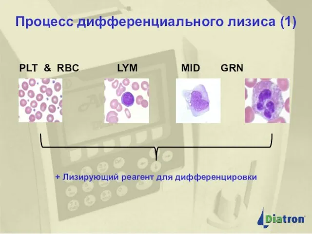 Процесс дифференциального лизиса (1) Процесс дифференциального лизиса (1)