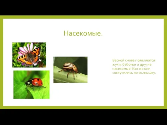 Насекомые. Весной снова появляются жуки, бабочки и другие насекомые! Как же они соскучились по солнышку.