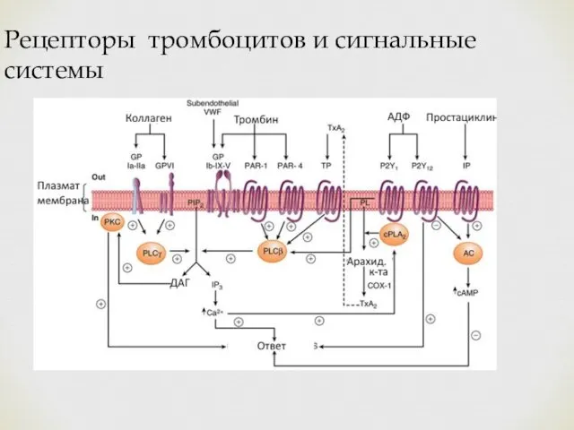 Рецепторы тромбоцитов и сигнальные системы