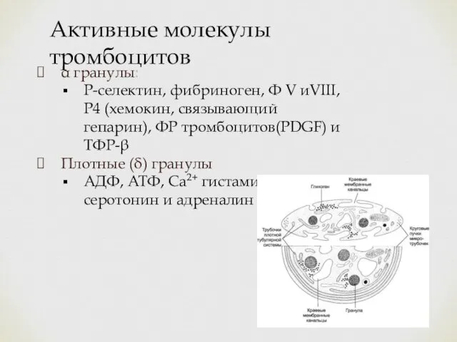 α гранулы: P-селектин, фибриноген, Ф V иVIII, Р4 (хемокин, связывающий гепарин), ФР тромбоцитов(PDGF)