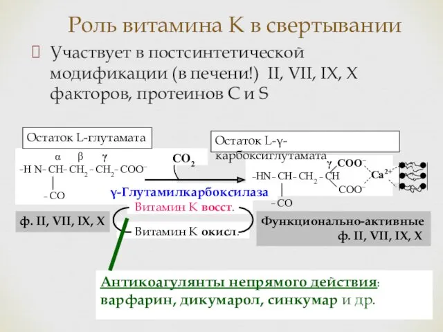 Роль витамина К в свертывании Участвует в постсинтетической модификации (в печени!) II, VII,