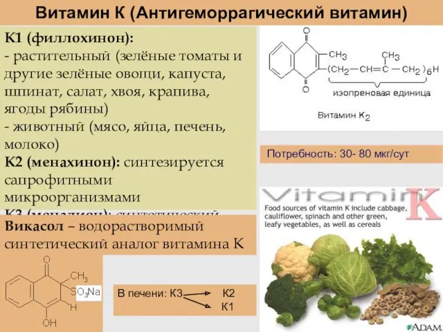 Витамин К (Антигеморрагический витамин) Потребность: 30- 80 мкг/сут К1 (филлохинон): - растительный (зелёные