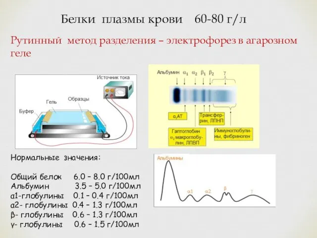 Белки плазмы крови 60-80 г/л Рутинный метод разделения – электрофорез в агарозном геле