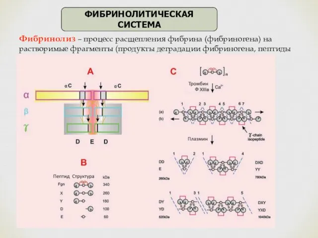 Фибринолиз – процесс расщепления фибрина (фибриногена) на растворимые фрагменты (продукты деградации фибриногена, пептиды