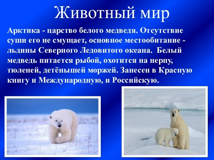Животный мир Арктика - царство белого медведя. Отсутствие суши его
