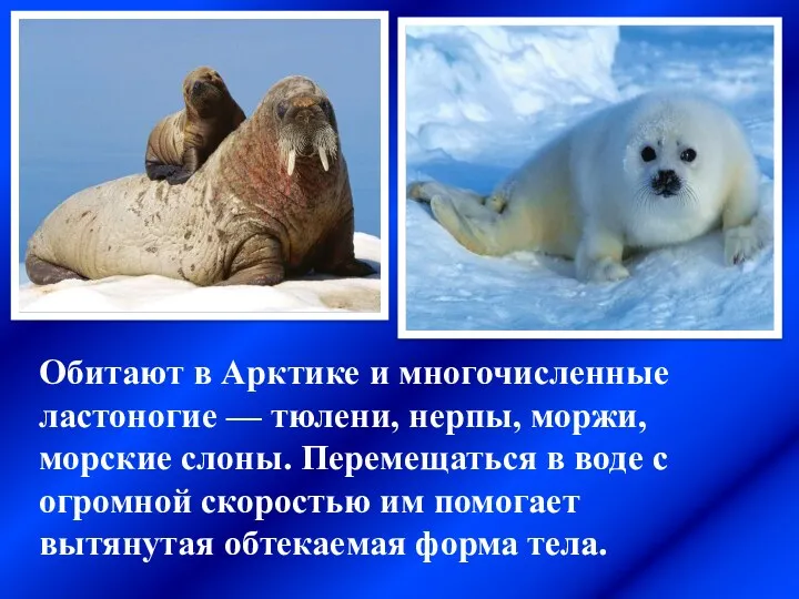 Обитают в Арктике и многочисленные ластоногие — тюлени, нерпы, моржи,