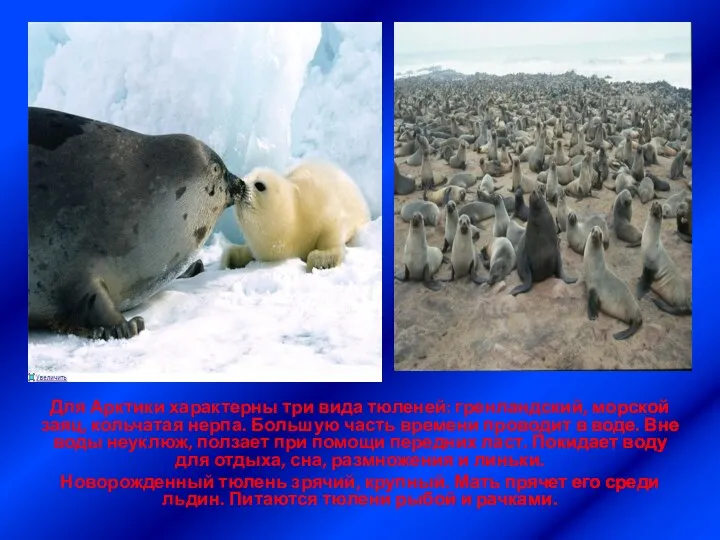 Для Арктики характерны три вида тюленей: гренландский, морской заяц, кольчатая