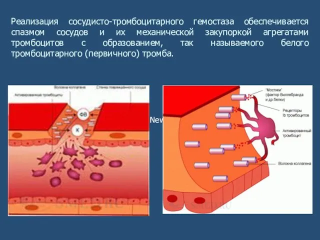 Times New Roman Реализация сосудисто-тромбоцитарного гемостаза обеспечивается спазмом сосудов и