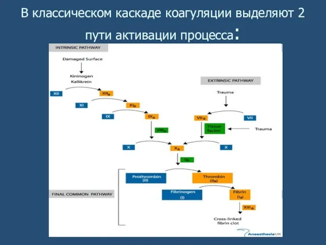 В классическом каскаде коагуляции выделяют 2 пути активации процесса: