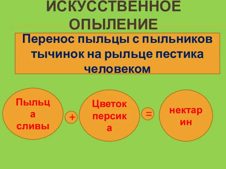 Искусственное опыление Перенос пыльцы с пыльников тычинок на рыльце пестика