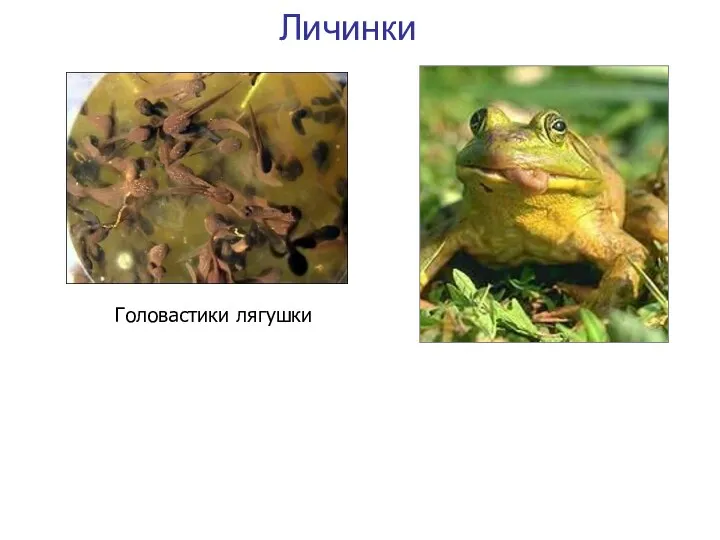 Личинки Головастики лягушки