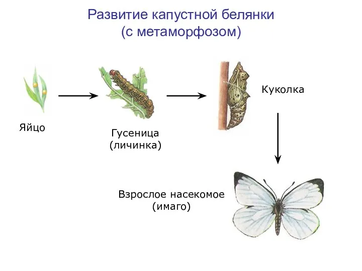 Развитие капустной белянки (с метаморфозом) Яйцо Гусеница (личинка) Куколка Взрослое насекомое (имаго)